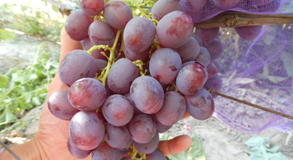 vinograd roshfor: opisanie sorta, foto, otzyvy350 Виноград Рошфор: опис сорту, фото, відгуки
