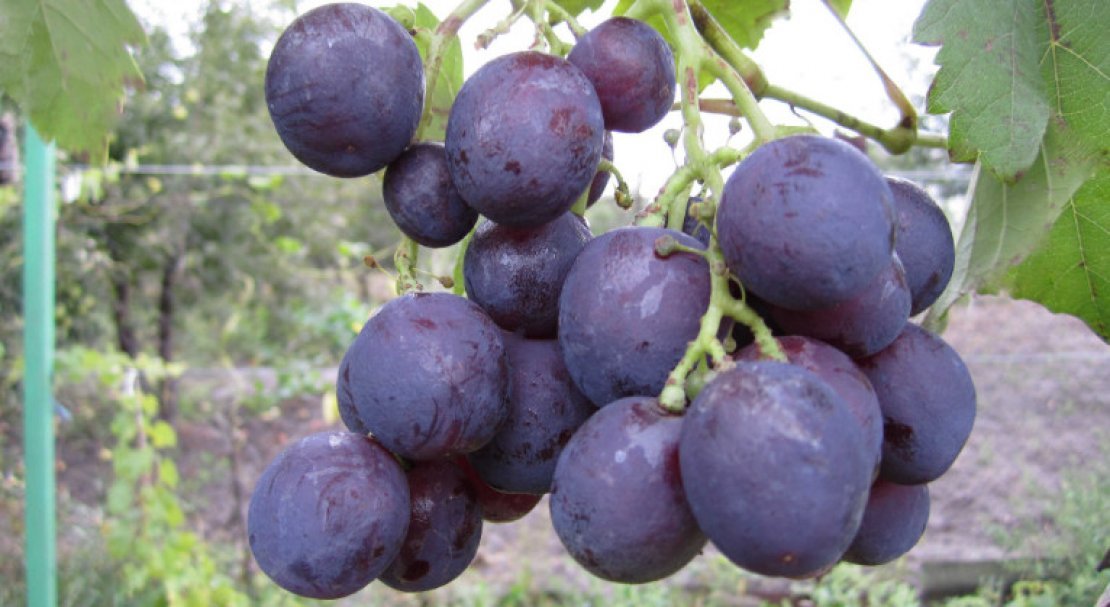 vinograd roshfor: opisanie sorta, foto, otzyvy353 Виноград Рошфор: опис сорту, фото, відгуки
