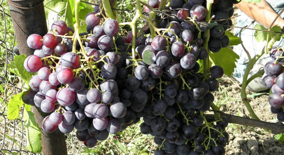 vinograd roshfor: opisanie sorta, foto, otzyvy355 Виноград Рошфор: опис сорту, фото, відгуки