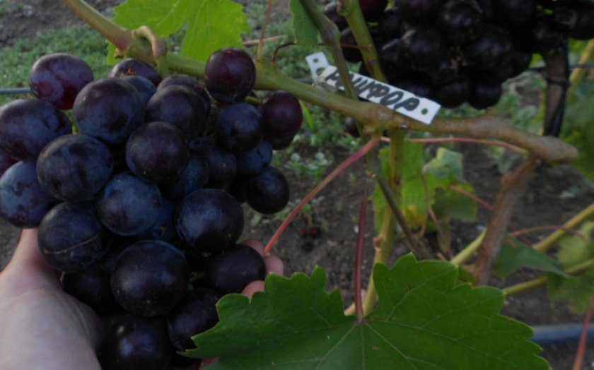 vinograd roshfor: opisanie sorta, foto, otzyvy356 Виноград Рошфор: опис сорту, фото, відгуки