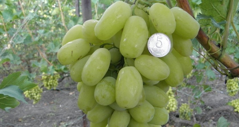 vinograd siciliya: opisanie sorta, foto, otzyvy692 Виноград Сицилія: опис сорту, фото, відгуки