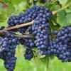 vinograd siciliya: opisanie sorta, foto, otzyvy696 Виноград Сицилія: опис сорту, фото, відгуки