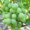vinograd siciliya: opisanie sorta, foto, otzyvy697 Виноград Сицилія: опис сорту, фото, відгуки