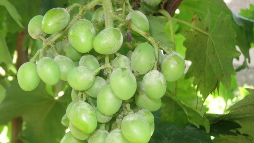 vinograd siciliya: opisanie sorta, foto, otzyvy703 Виноград Сицилія: опис сорту, фото, відгуки