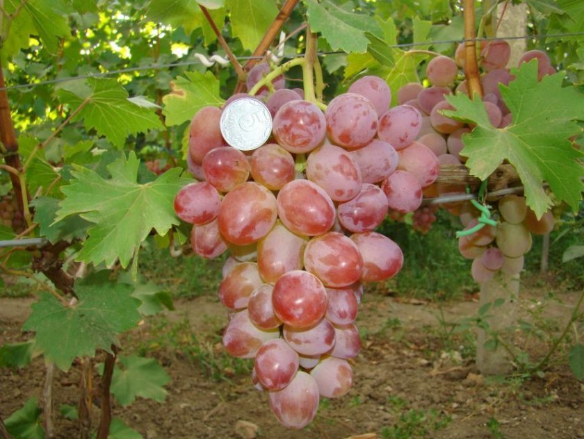 vinograd sofiya: opisanie sorta, foto, otzyvy726 Виноград Софія: опис сорту, фото, відгуки