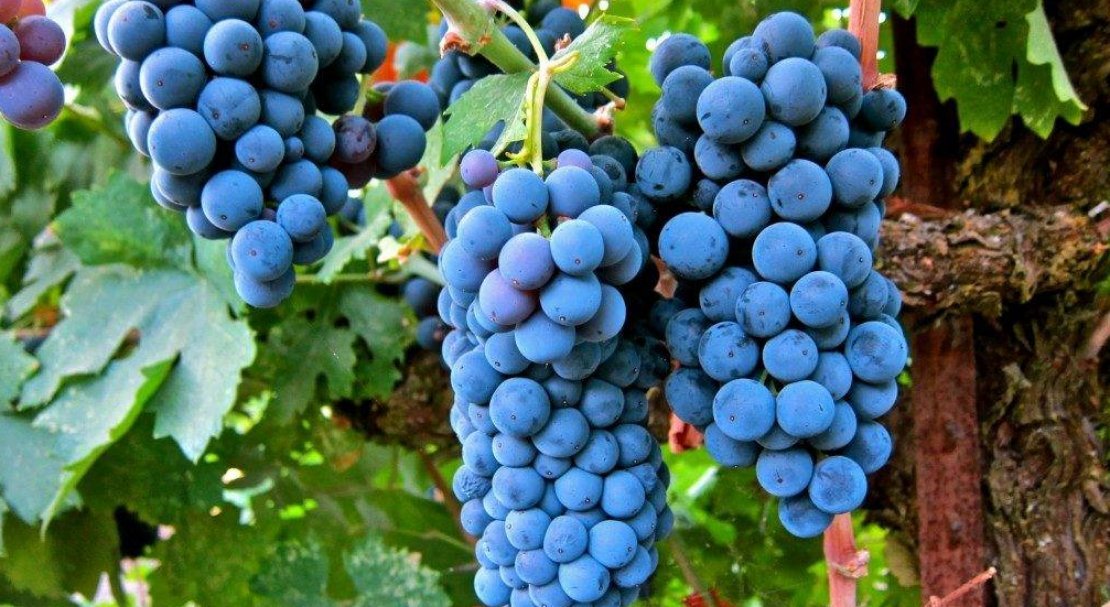 vinograd sorta merlo: opisanie, foto, otzyvy646 Виноград сорту Мерло: опис, фото, відгуки