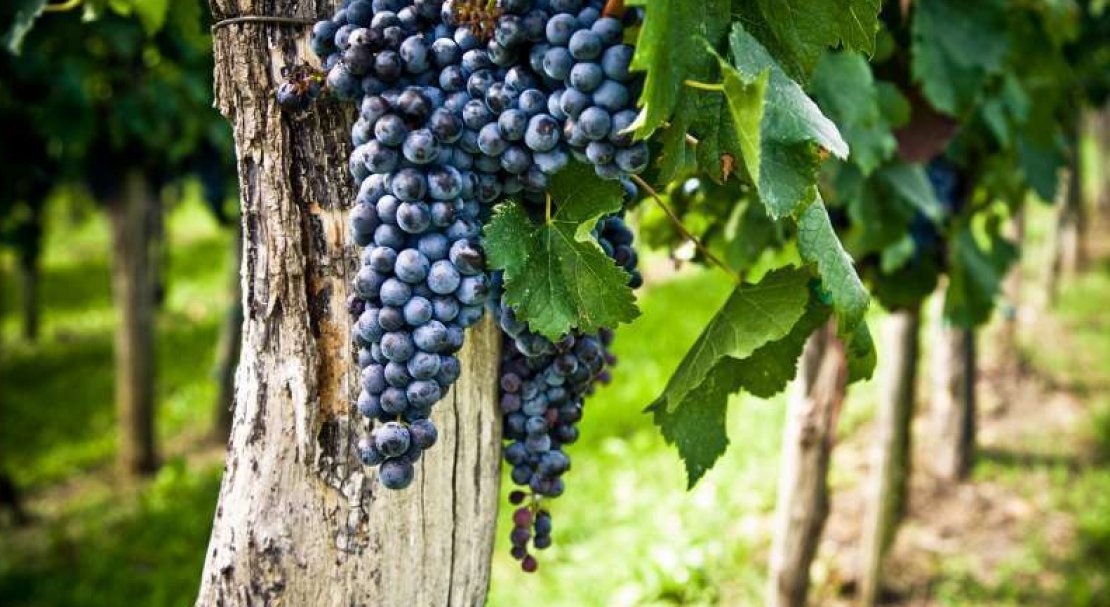 vinograd sorta merlo: opisanie, foto, otzyvy648 Виноград сорту Мерло: опис, фото, відгуки