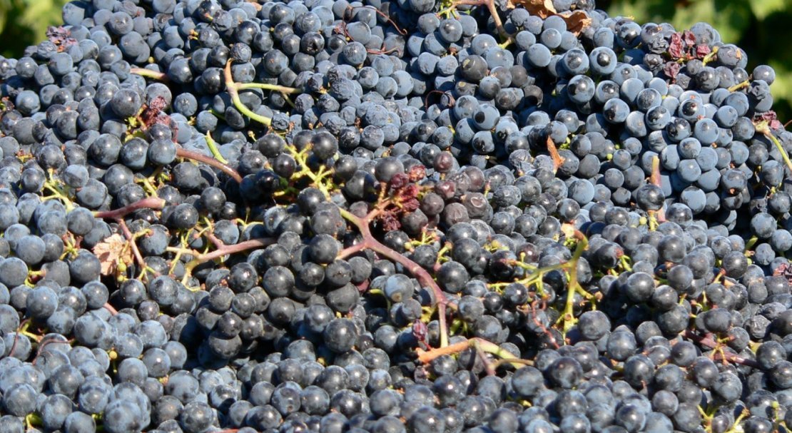 vinograd sorta merlo: opisanie, foto, otzyvy650 Виноград сорту Мерло: опис, фото, відгуки
