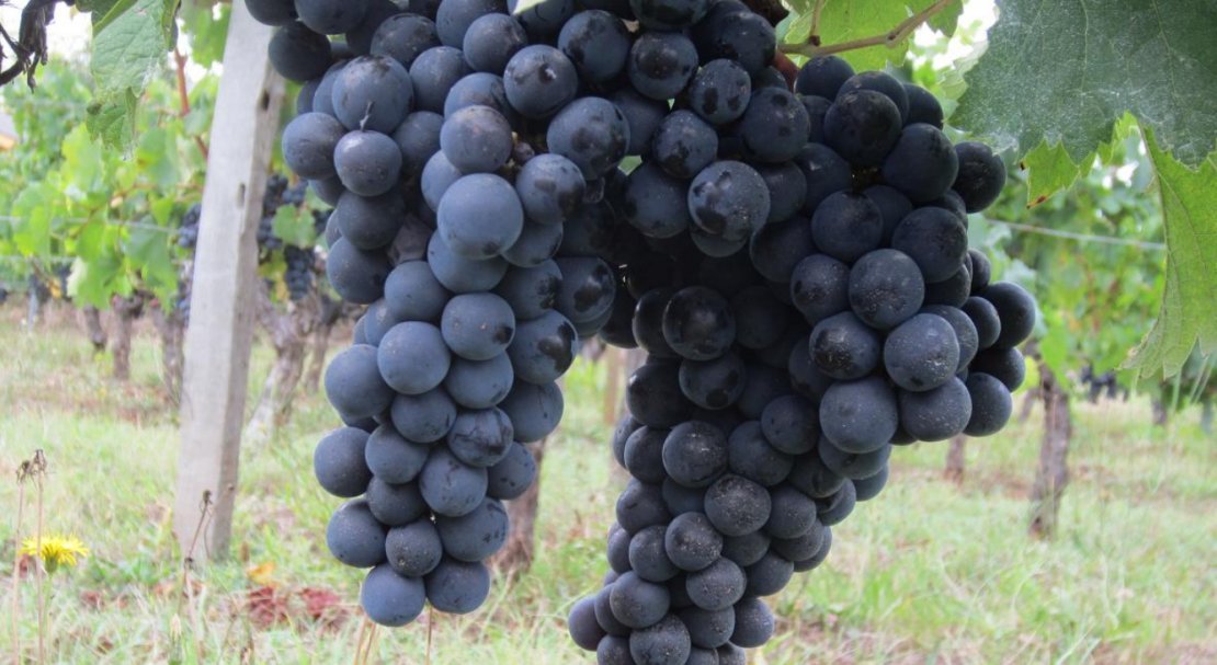 vinograd sorta merlo: opisanie, foto, otzyvy651 Виноград сорту Мерло: опис, фото, відгуки