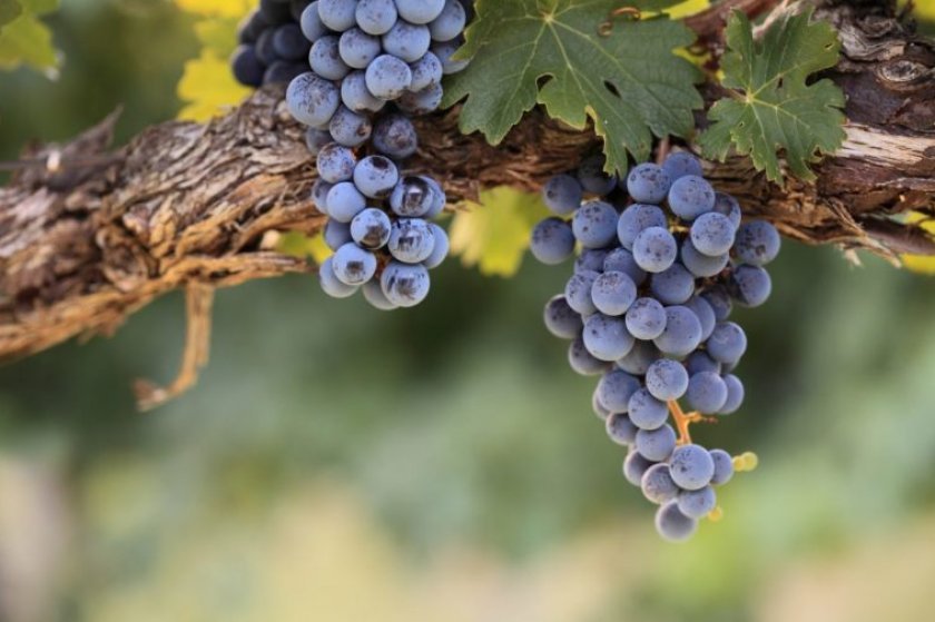 vinograd sorta merlo: opisanie, foto, otzyvy658 Виноград сорту Мерло: опис, фото, відгуки