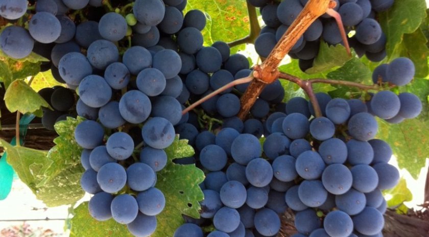 vinograd sorta merlo: opisanie, foto, otzyvy659 Виноград сорту Мерло: опис, фото, відгуки
