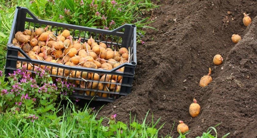 02d253c172c771016b2d0da929f1f27d Картопля Ласунок: опис сорту та його характеристика, методи вирощування і урожайність, фото