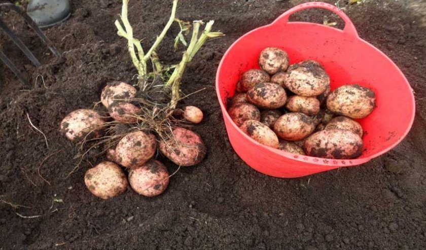 0dee66475579404d5fcc7dede596a12d Картопля Рябінушка: опис та характеристика, смакові якості сорти, вирощування і догляд за картоплею, фото