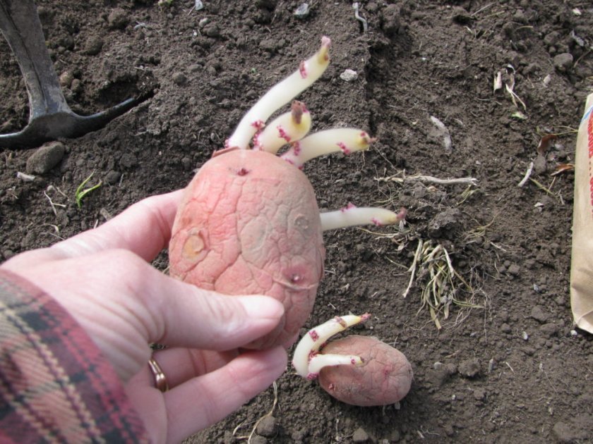 13120b9b5f0c7561e2e83bd3fb66f863 Картопля сорту Мерло: ботанічний опис і характеристика, вирощування і догляд, фото