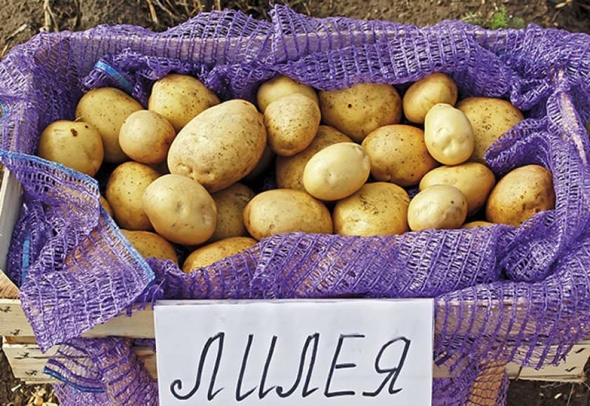 15ec52e1830ddc2177b9a0a3279e5ba3 Картопля Лілея: опис, характеристика та вирощування сорти, урожайність і смакові якості, особливості посадки і догляду, фото