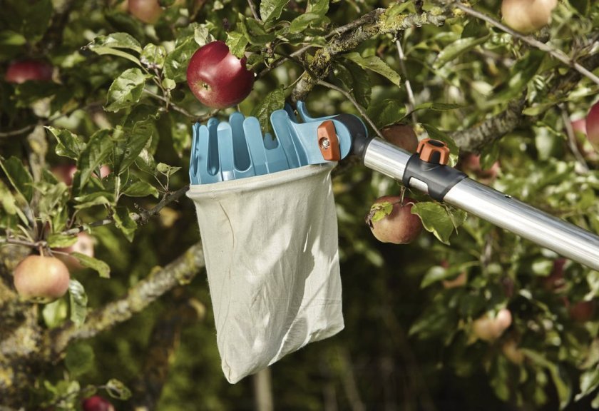 16a2f18bfd224bafd6fb0b88d9489f61 Як зберігати яблука в домашніх умовах: способи та умови для тривалого зберігання свіжих яблук на зиму