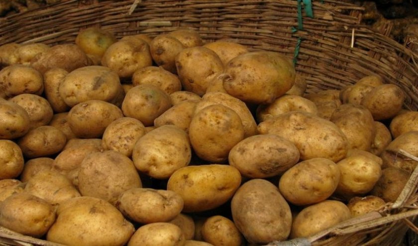 1c1010147699a1007d727ff057b7f5f7 Картопля Лорх: опис, характеристика і смакові якості, особливості вирощування, фото