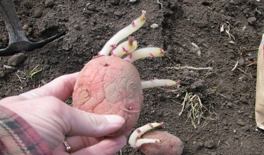 225dd76a71618e1945bc93c7fd2ba564 Картопля Рябінушка: опис та характеристика, смакові якості сорти, вирощування і догляд за картоплею, фото