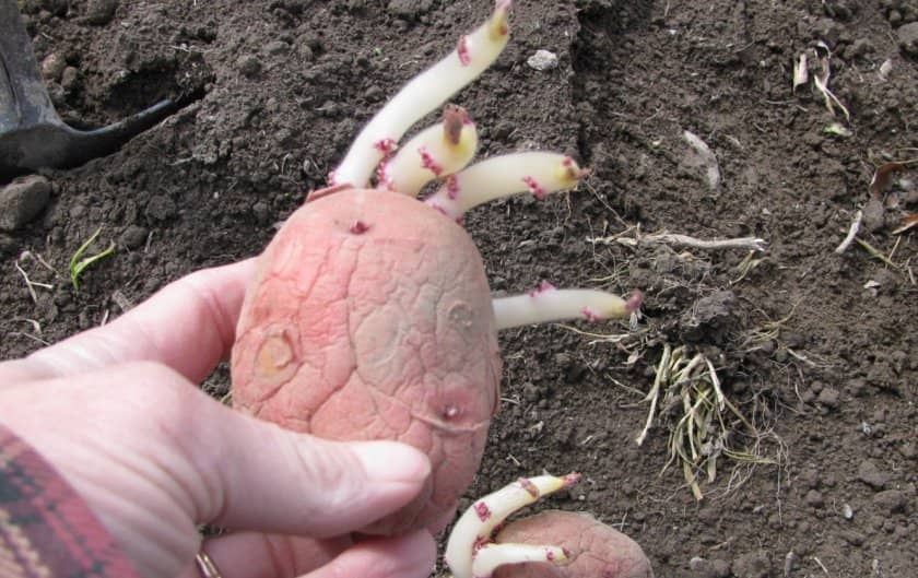 2ab27c1216cee1fffcbea8f9d6931b03 Картопля Еволюшн: характеристика і опис селекції, способи вирощування і охоплення врожайності, фото