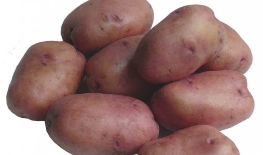 47836d009f7fbf8da5b303b3ab57be28 Картопля Рябінушка: опис та характеристика, смакові якості сорти, вирощування і догляд за картоплею, фото