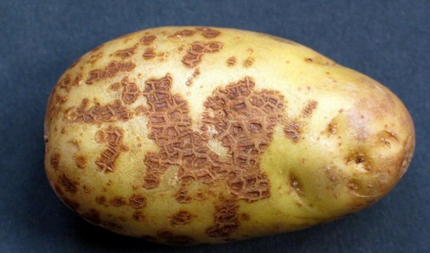 4a04af2cfb8c86a2e95c590206c60bb7 Картопля Рябінушка: опис та характеристика, смакові якості сорти, вирощування і догляд за картоплею, фото