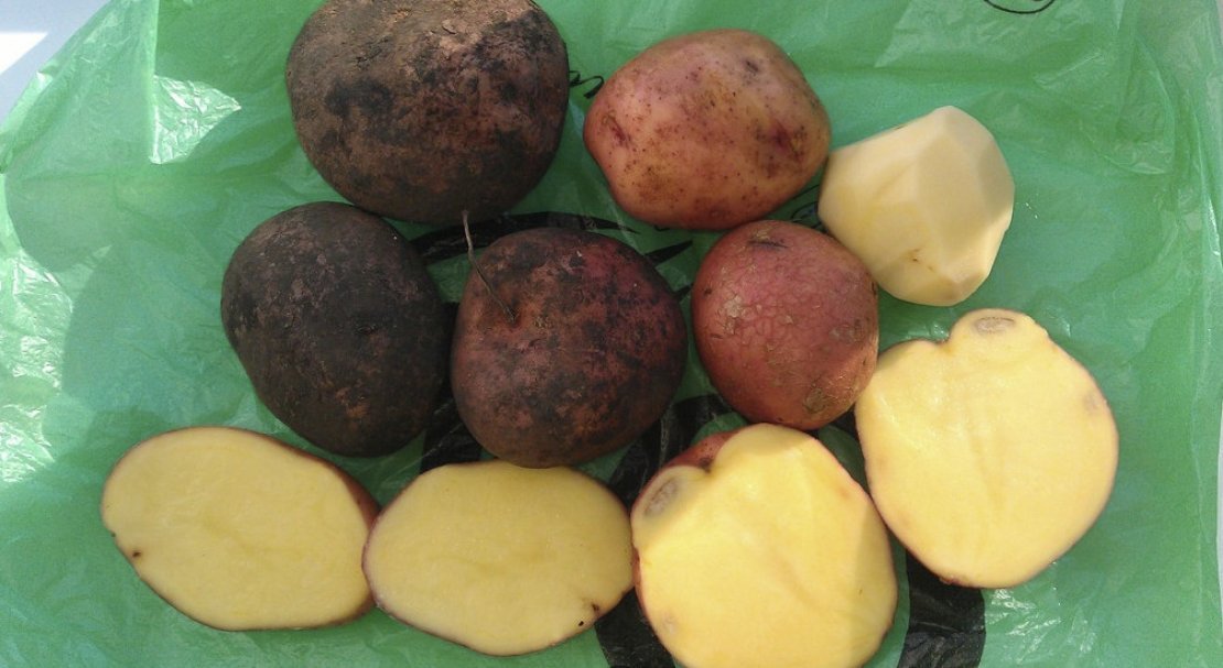 50f68a10b6535b9b6a3b89790eff76e2 Картопля Журавинка: опис та характеристика сорту, смакові якості, вирощування і догляд, фото