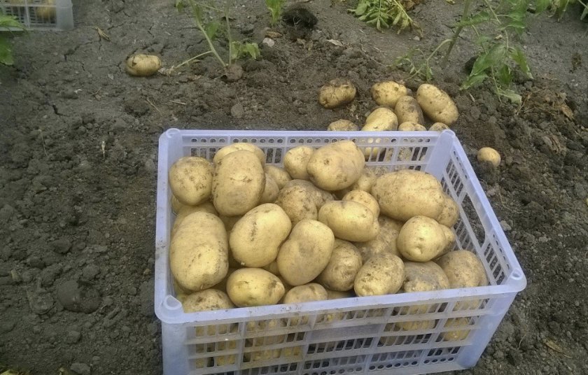 57a1ea8973566914344b12f5419c85db Коли можна копати картоплю на зберігання: час, ознаки