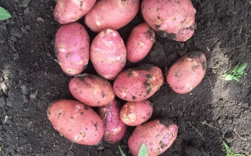 5978c4c4fb244c548c1bb04077fe2d5b Картопля Еволюшн: характеристика і опис селекції, способи вирощування і охоплення врожайності, фото