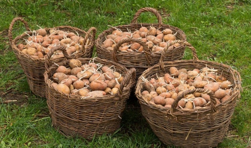 5a9c25de46f025febaa3b1df10d95b4e Картопля Рябінушка: опис та характеристика, смакові якості сорти, вирощування і догляд за картоплею, фото