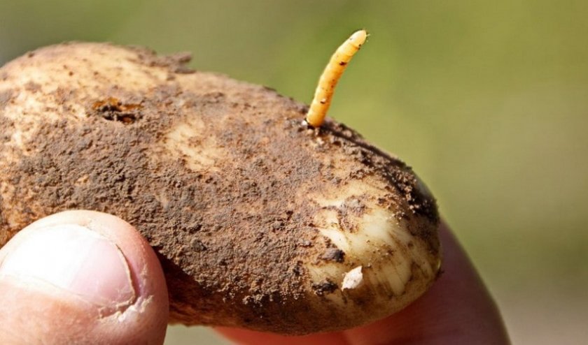 5e584e0b8791efba0574b8ecd4d64dc2 Картопля Рябінушка: опис та характеристика, смакові якості сорти, вирощування і догляд за картоплею, фото