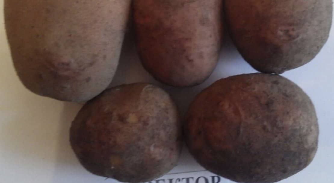 62beb0be078cb07a9b03c8d98eac9a1c Картопля Вектор: опис та характеристика сорти, вирощування і урожайність, фото