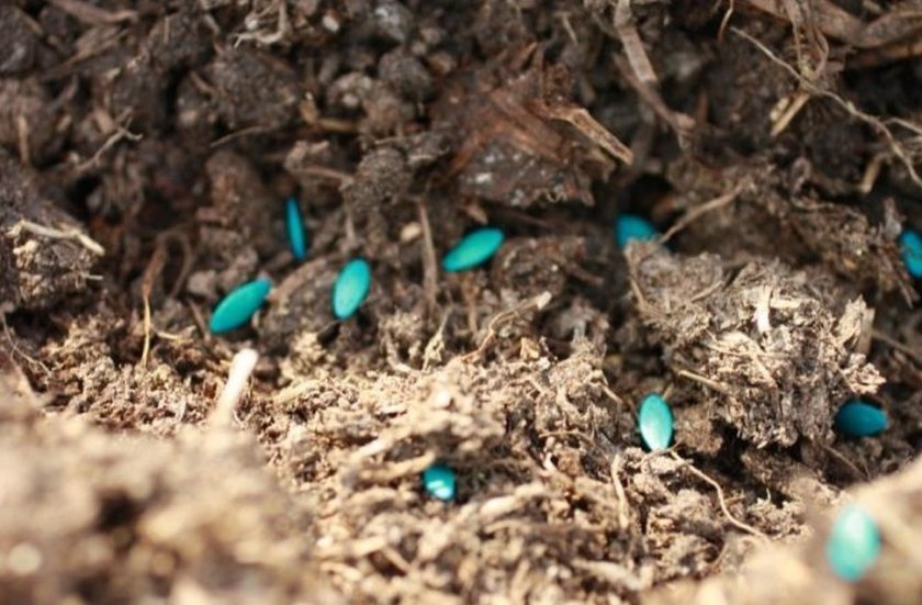 6a1444c087268ec8ebae952b97fc424d Посадка огірків у відкритий грунт насінням: коли і як садити, особливості догляду
