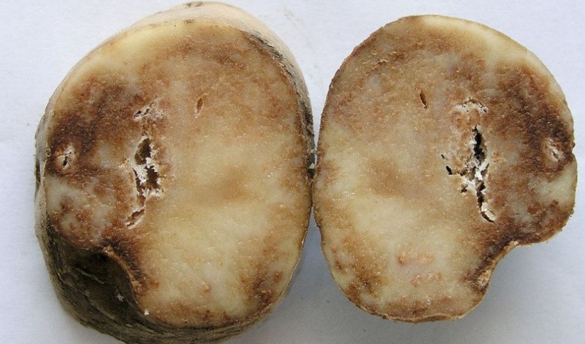 6bc6d87cc2479c6b96fe18ae542e4ccb Картопля Рябінушка: опис та характеристика, смакові якості сорти, вирощування і догляд за картоплею, фото