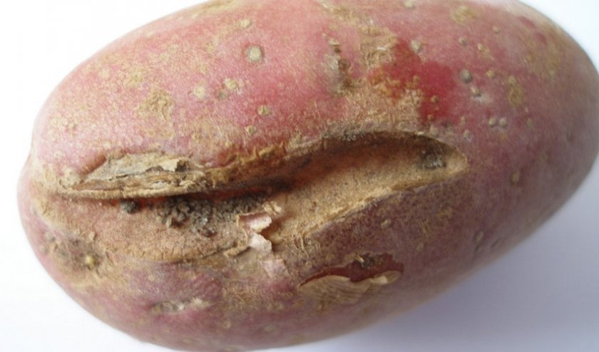 6f8b4f06c2c008d893d9ce41b46cc305 Картопля Рябінушка: опис та характеристика, смакові якості сорти, вирощування і догляд за картоплею, фото