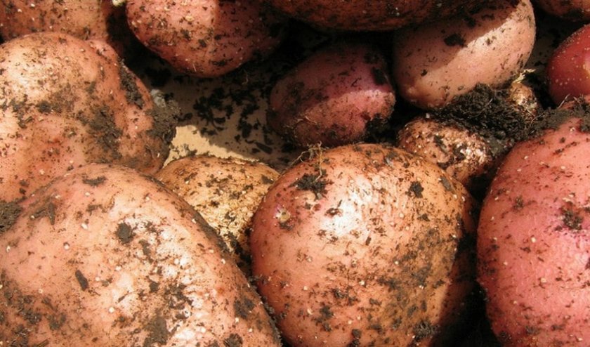 6feefef3da51cfda9cd45e707748ebaf Картопля Рябінушка: опис та характеристика, смакові якості сорти, вирощування і догляд за картоплею, фото