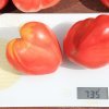706e2e84b365e25840afae29251211f1 Томат Трюфель червоний: характеристика та опис сорту, врожайність, як правильно вирощувати і доглядати, фото