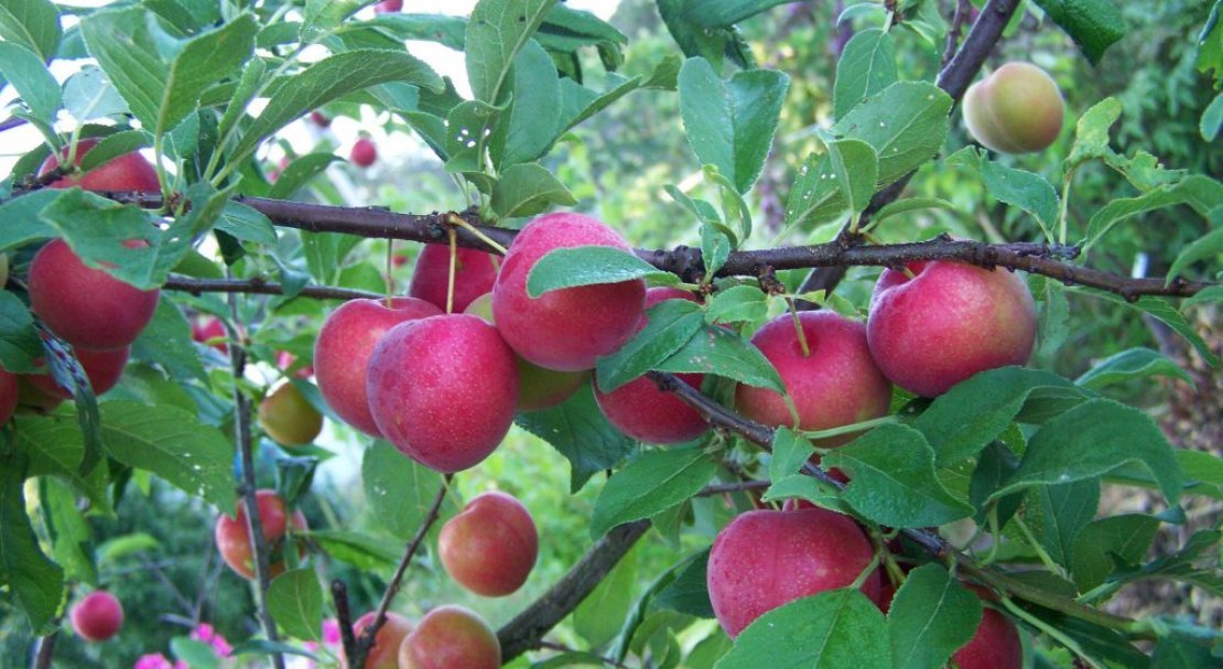 70d86167207fea13621db7554b99d008 Зливу: опис та характеристика, ягода або фрукт, тип плоду, до якого сімейства відноситься, фото