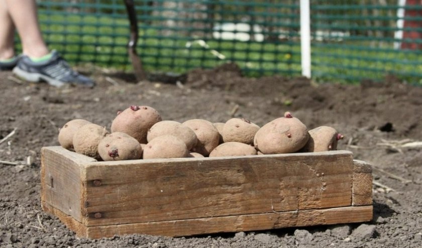 750356d5910e779709b9043afc81a61b Картопля Рябінушка: опис та характеристика, смакові якості сорти, вирощування і догляд за картоплею, фото