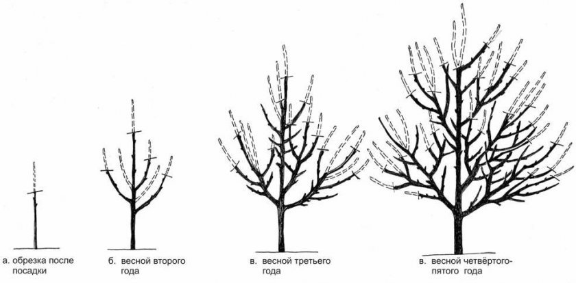 7e9869a53995a440b45f73e3c3720e57 Вишня: дерево або чагарник? Ботанічний опис і характеристика, до якого виду належить, фото