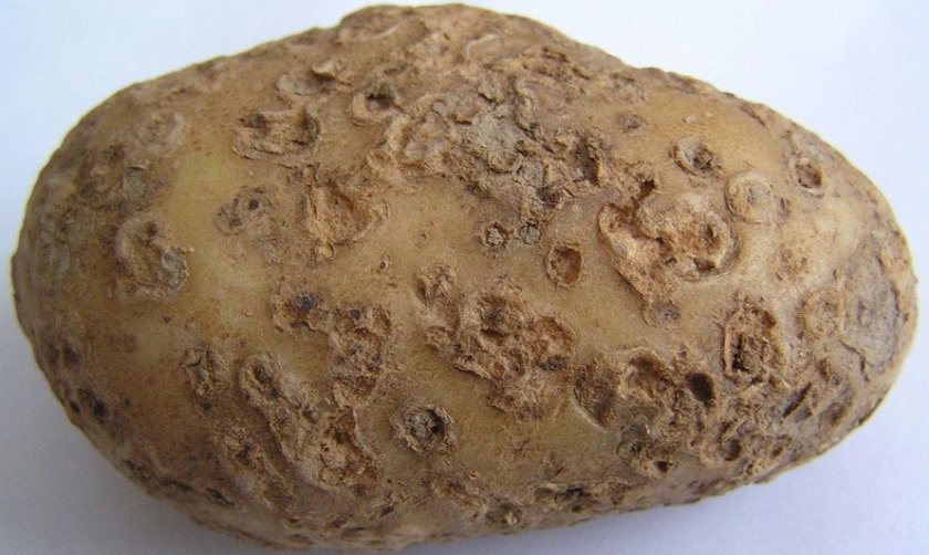 7f11926eed4d5dfa7915e0198d8f544a Картопля сорту Рагнеда: характеристика і опис, врожайність і спосіб вирощування, фото