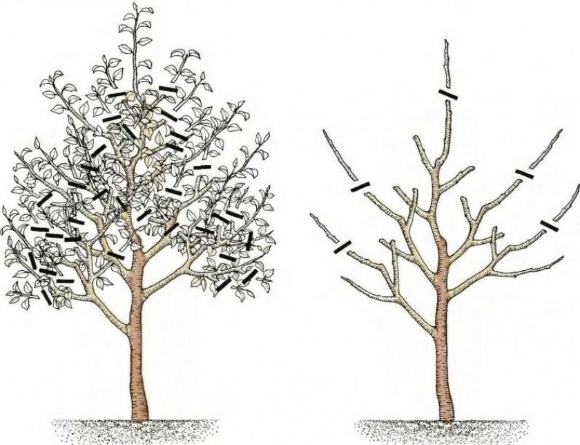 7f79a40d8deac63516cbe3fb95aecb15 Вишня: дерево або чагарник? Ботанічний опис і характеристика, до якого виду належить, фото