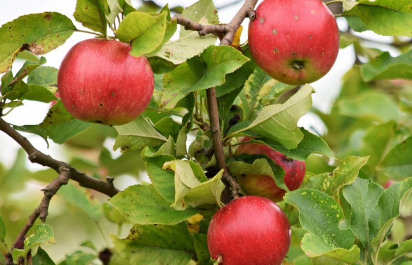 8ef467f35a3d6c630592de02e907f41d Яблуко — це фрукт або ягоду? Опис, хімічний склад і калорійність, користь і шкоду, сфери застосування