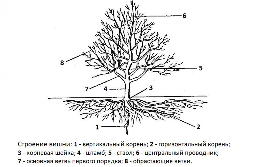 92885070df0fb974adf3dd169bfd662b Вишня: дерево або чагарник? Ботанічний опис і характеристика, до якого виду належить, фото