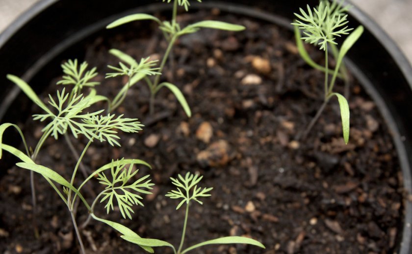 93c7d16f6e425eb79b3c9a6368e44c3b Як швидко проростити насіння кропу: основні методи і способи замочування насіння