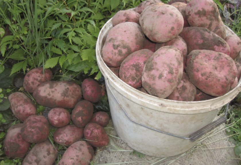 9b1021d1abb3af02bdd599b2d244da32 Картопля Родріго: опис та характеристика сорту, смакові якості, особливості посадки і вирощування, фото