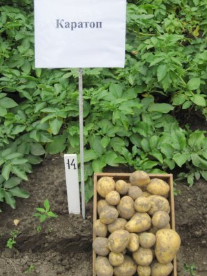 abca6fb9c7e5447d64e0c9ee153ebd0a Картопля Каратоп: характеристика та опис сорту з фото, смакові якості, вирощування і догляд