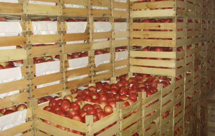 ae5617b850459ca207684ee7774913e2 Як зберігати яблука в домашніх умовах: способи та умови для тривалого зберігання свіжих яблук на зиму