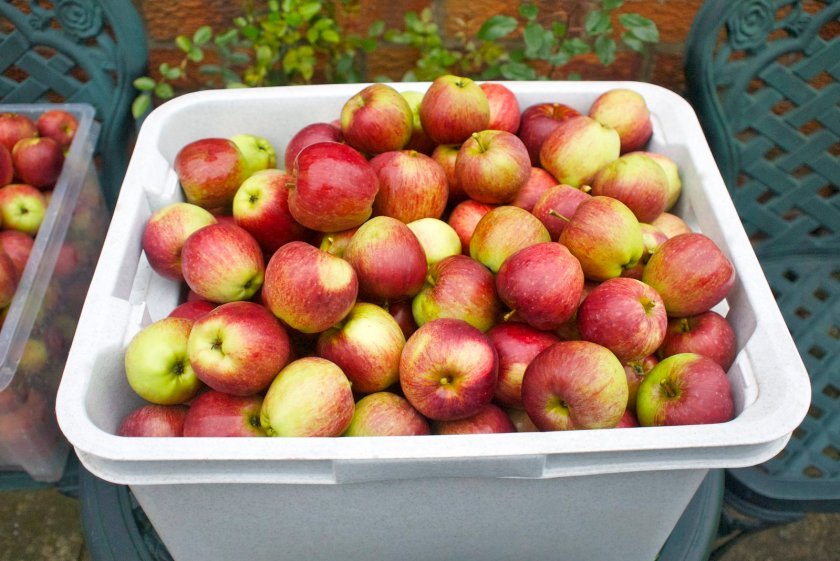 b2d1485d94613650b3770337501ba097 Як зберігати яблука в домашніх умовах: способи та умови для тривалого зберігання свіжих яблук на зиму