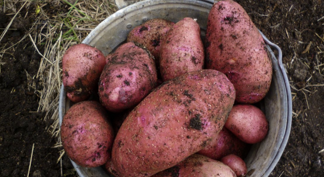 b4ac674c119650122cd4630f49e787c2 Картопля Родріго: опис та характеристика сорту, смакові якості, особливості посадки і вирощування, фото