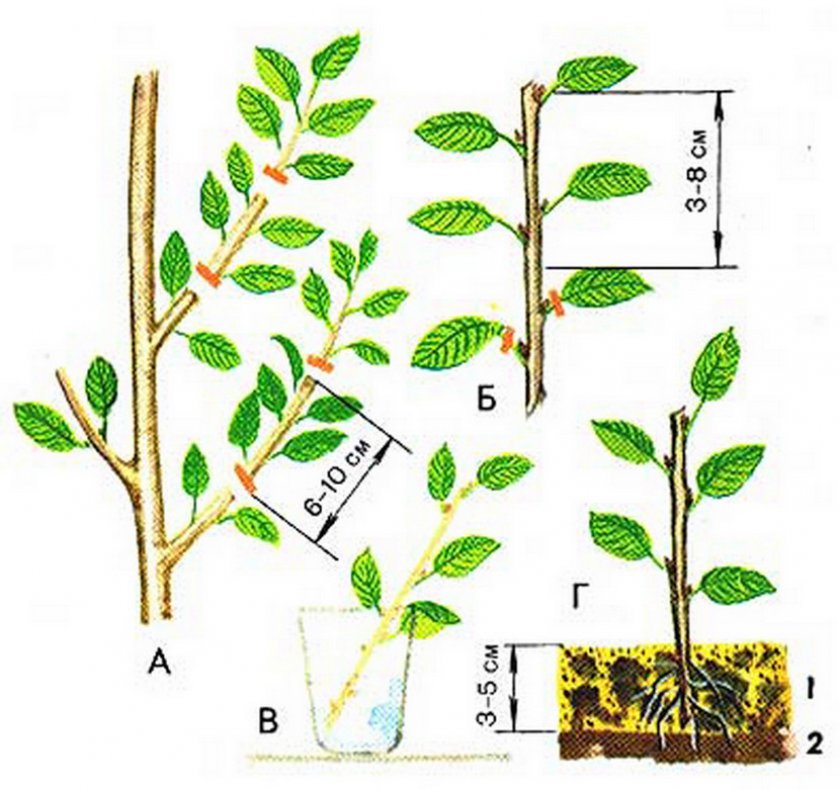 b88f2af661d34c5ee32ed1e846011f36 Розмноження вишні: основні види, особливості посадки і подальшого догляду за рослинами